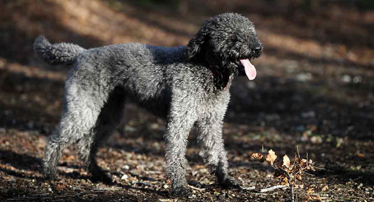 silver labradoodle