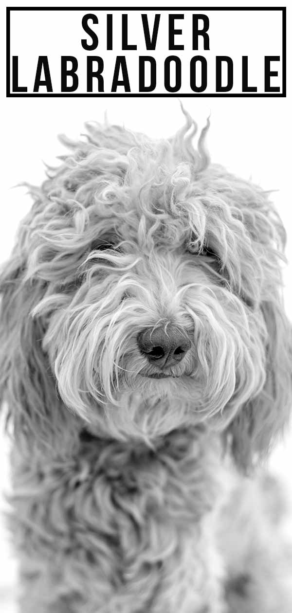 Silber labradoodle