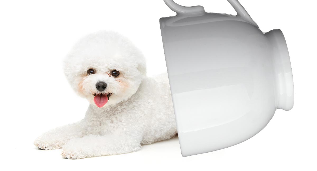 micro bichon