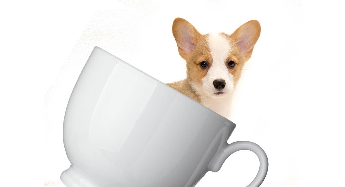 Teacup Corgi Everything You Need To Know About This Tiny Hybrid