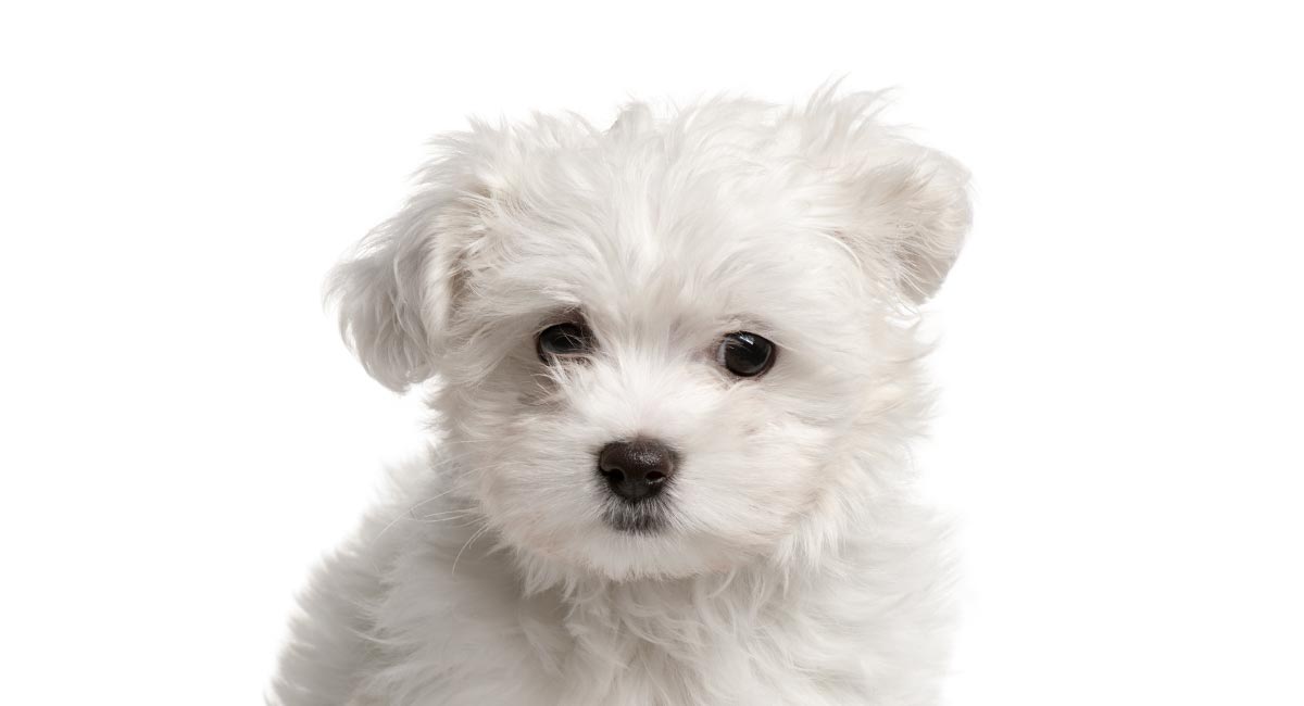 teacup maltese