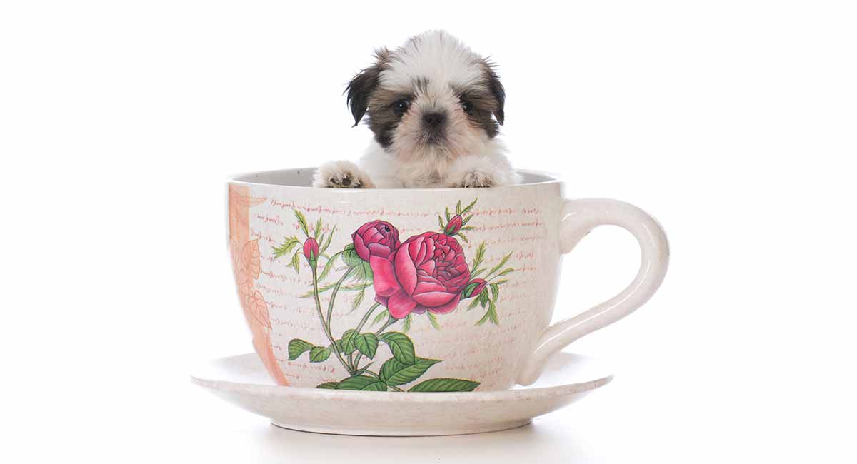 tea cup shih tzu