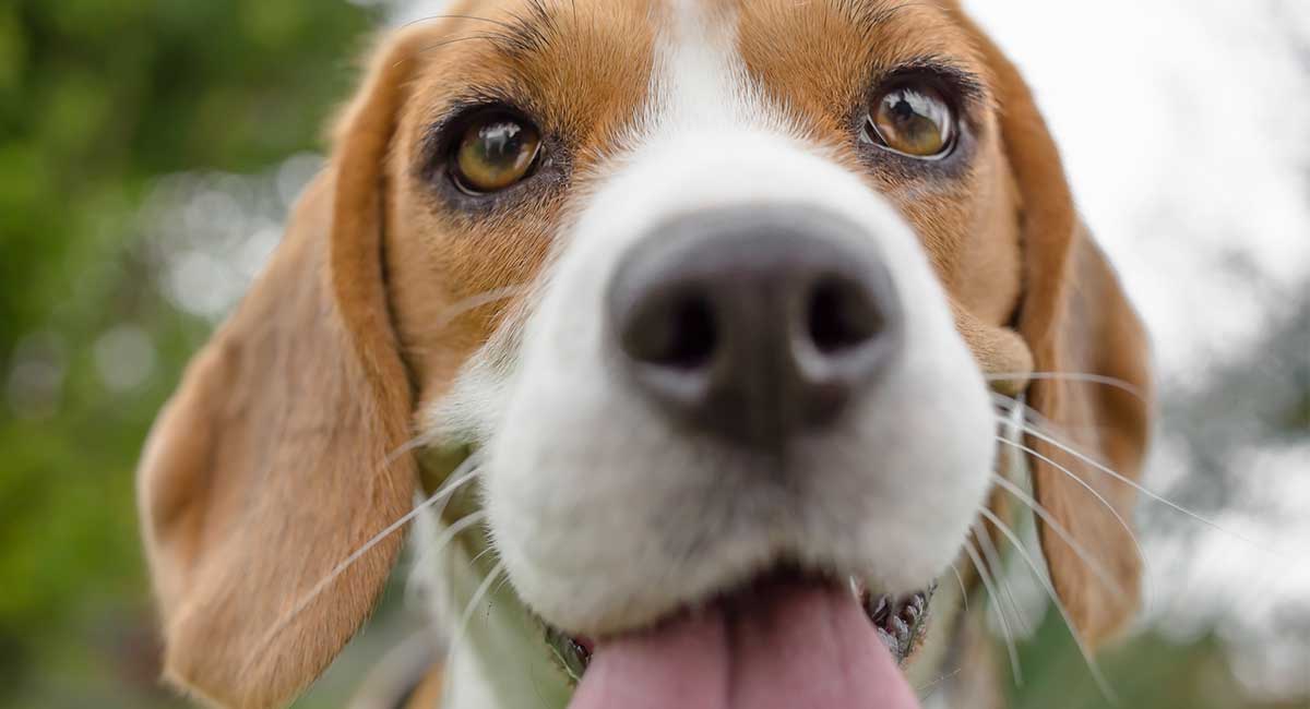 beagle dog shed