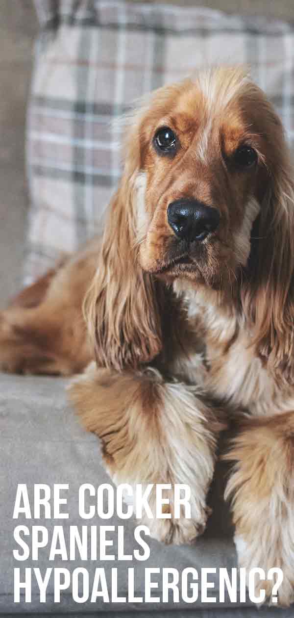 Are Cocker Spaniels Hypoallergenic Or Low Shedding Dogs