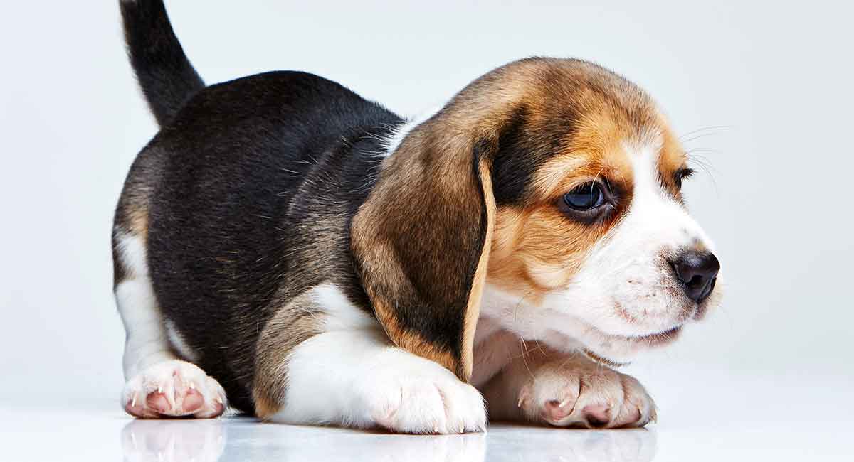 beagle