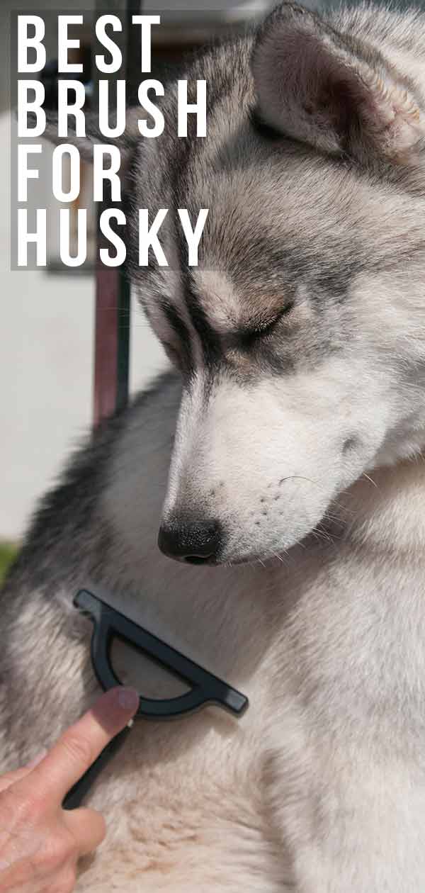 Best Brush for Husky