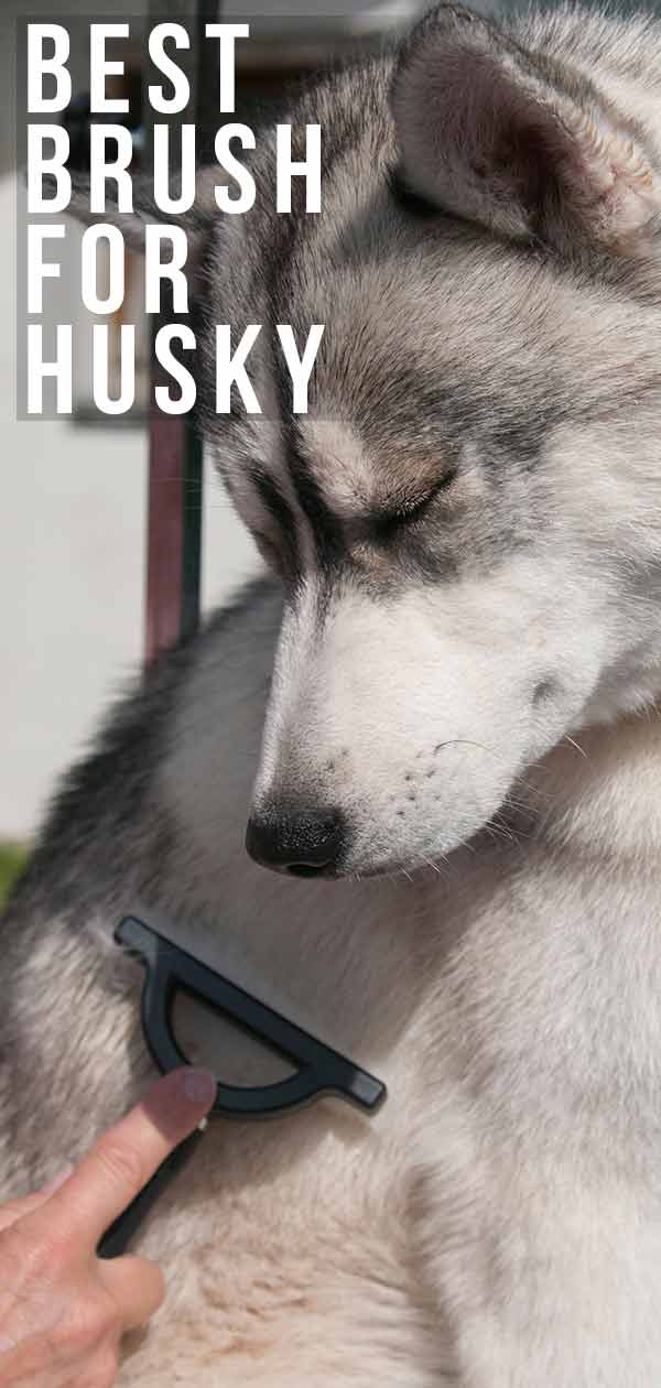 husky grooming brush