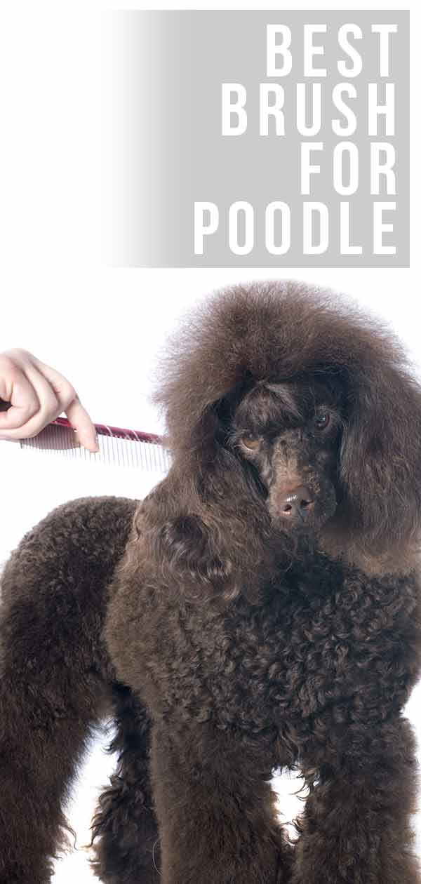 poodle hair brush