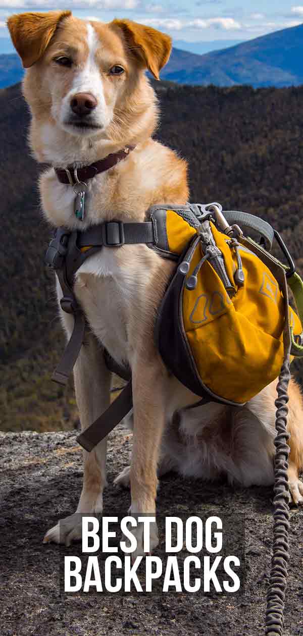 best rated dog backpacks