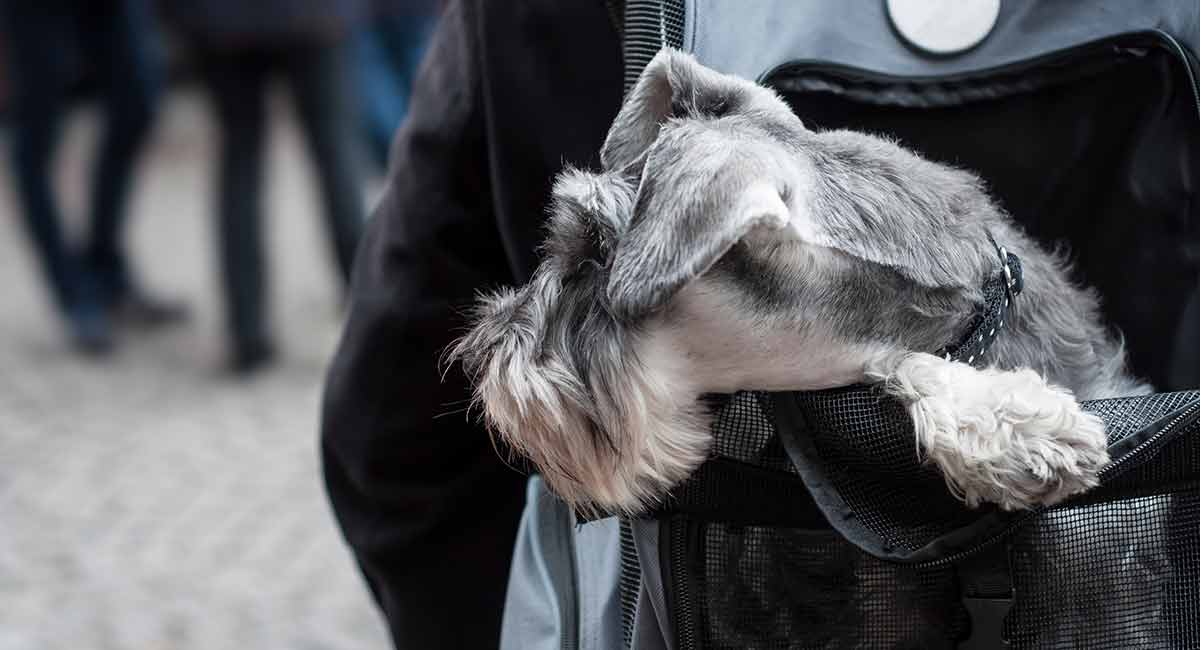 best dog carrier backpack