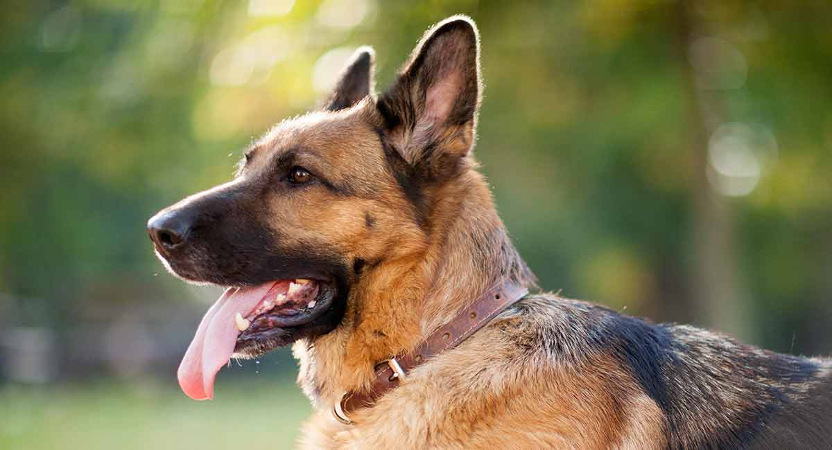 best collar for gsd