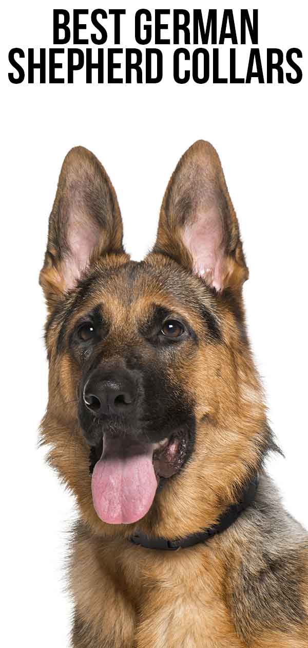 best e collar for german shepherd 2019