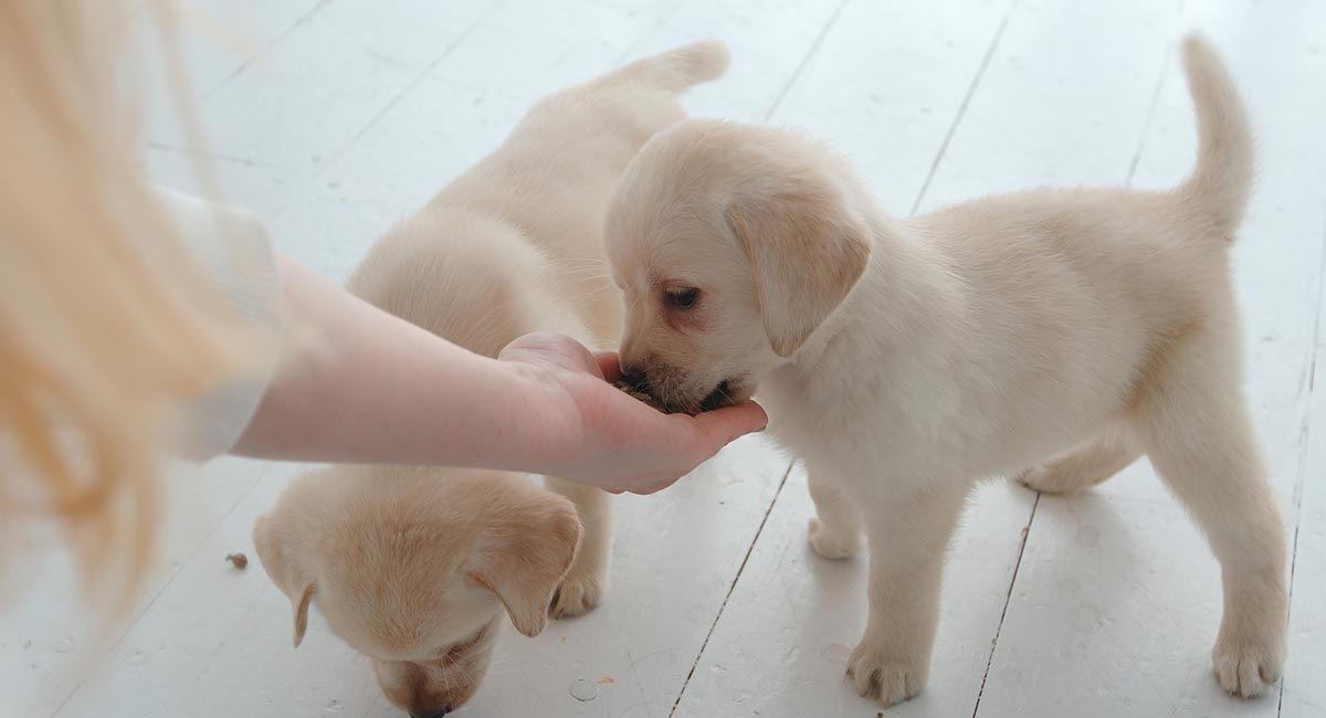 how much food for a golden labrador puppy