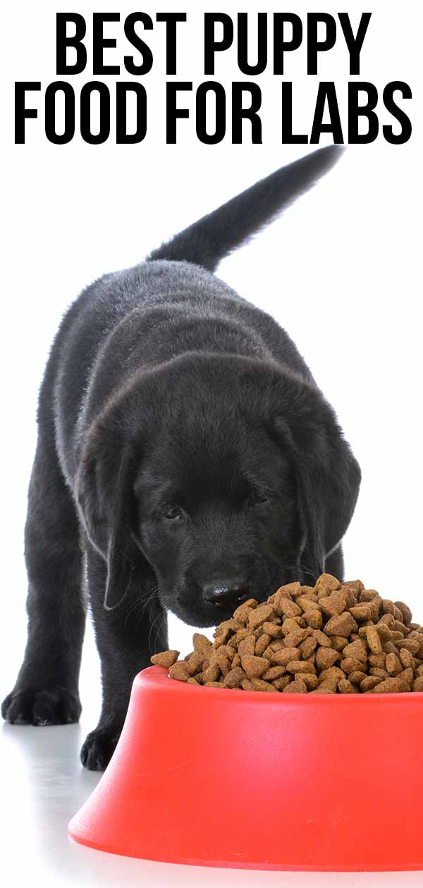 Best Puppy Food for Labs From 8 Weeks to Adulthood
