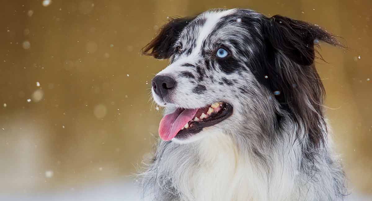 are australian shepherd puppies born with tails