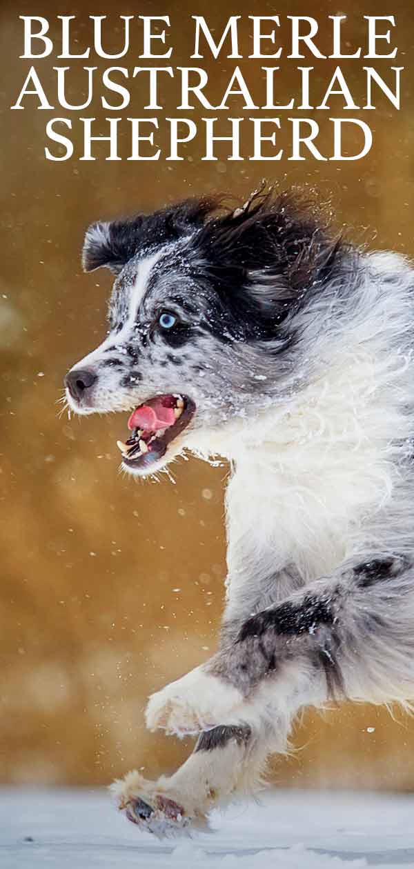 what is a merle australian shepherd