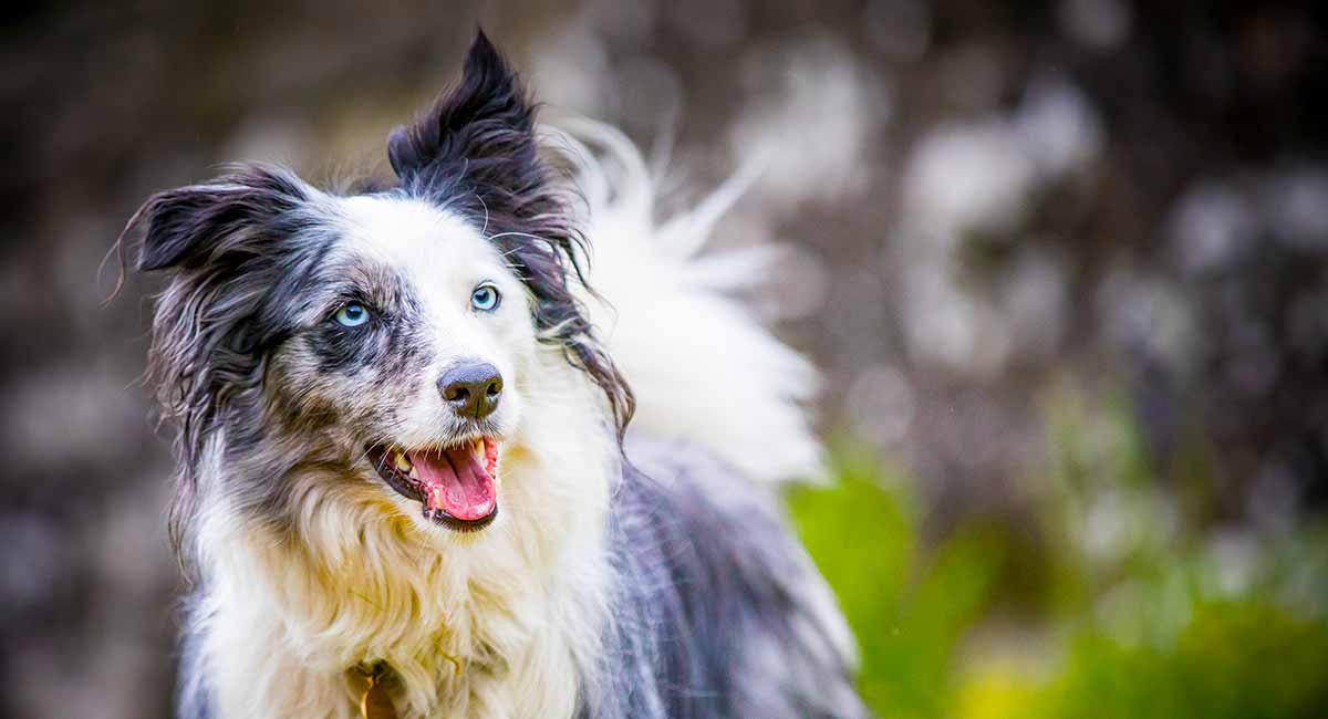 are white border collies rare