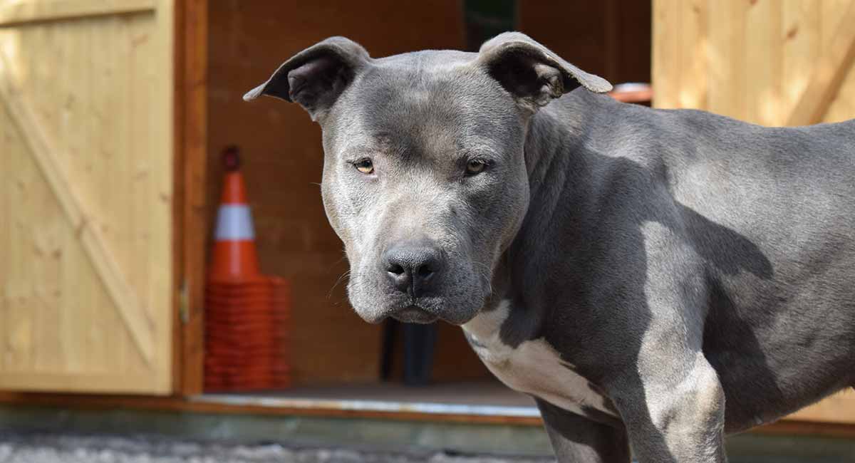 blue nose pit