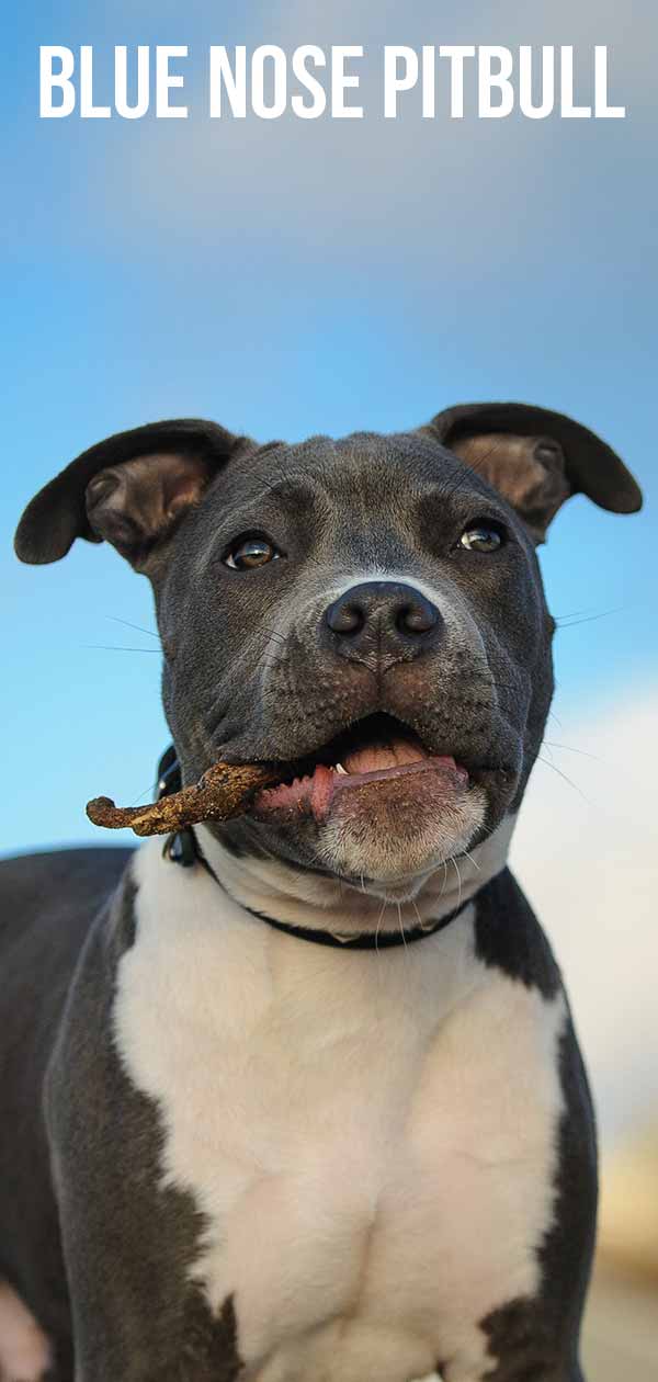 Blue Nose Pitbull - How Well Do You Know The Blue Nosed Pit?