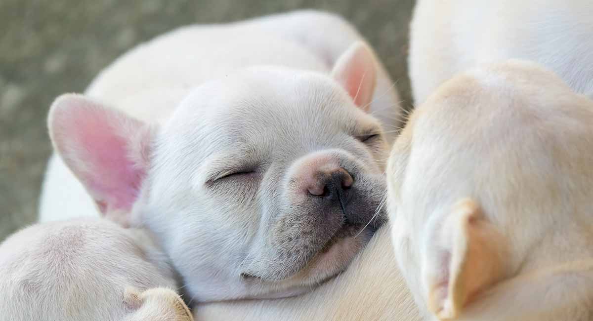 fluffy fat dogs