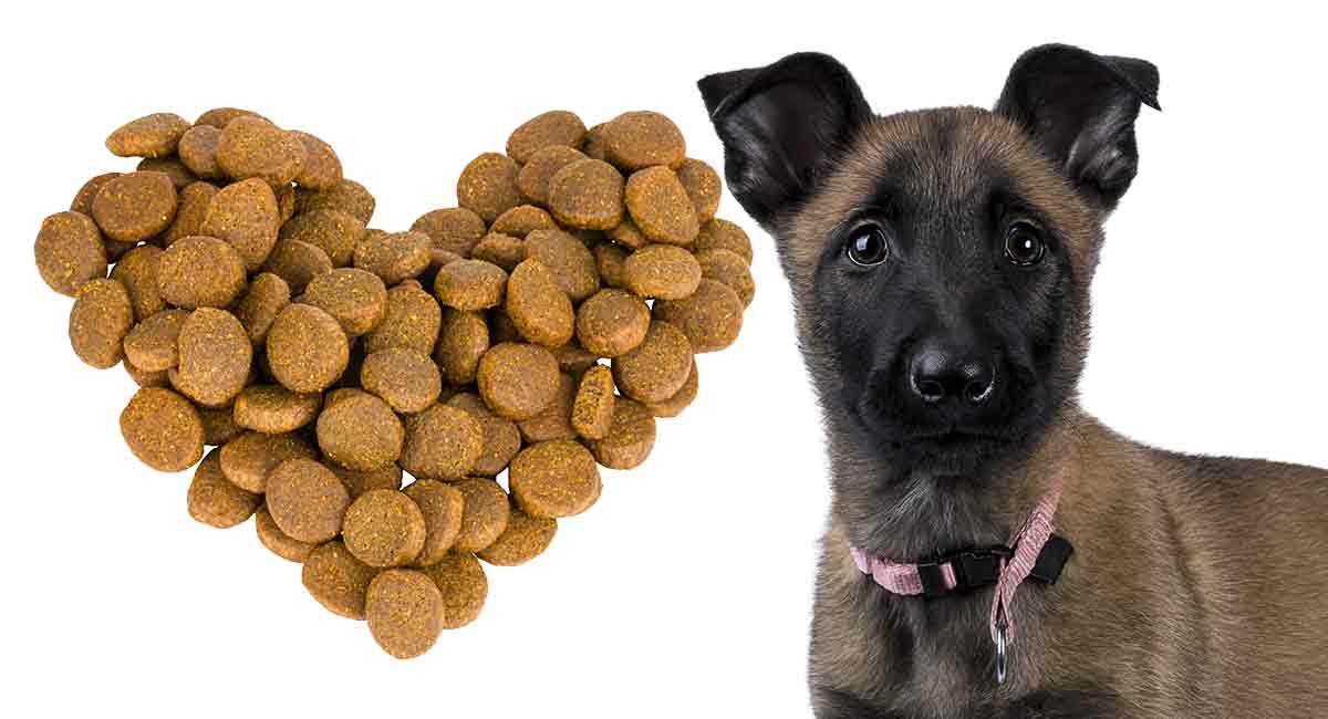 What is the Best Dog Food for Belgian Malinois?