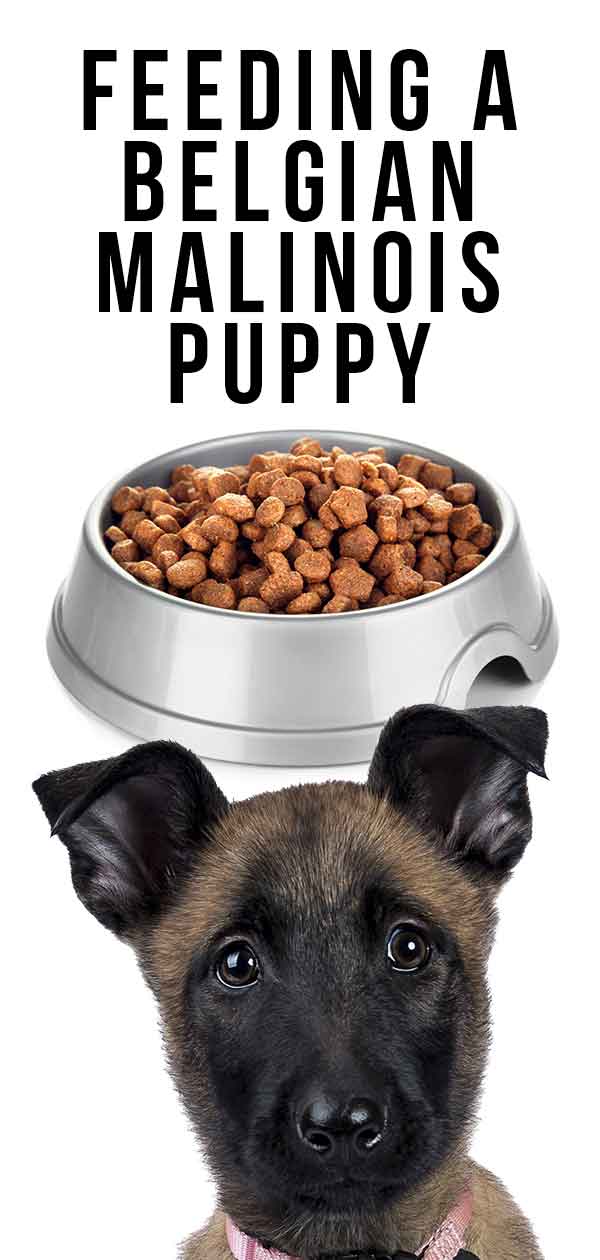 feeding-a-belgian-malinois-puppy