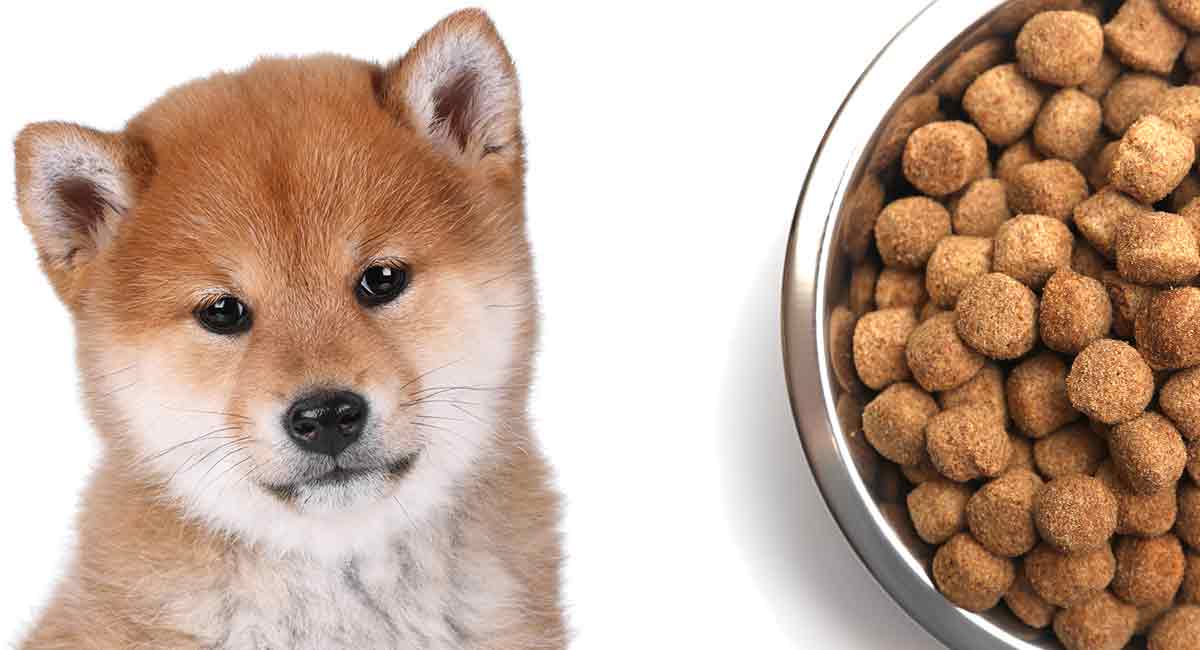 Shiba inu outlet throws food bowl