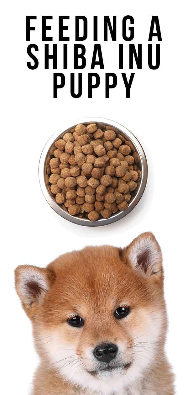 what can i give my shiba inu puppy as a snack