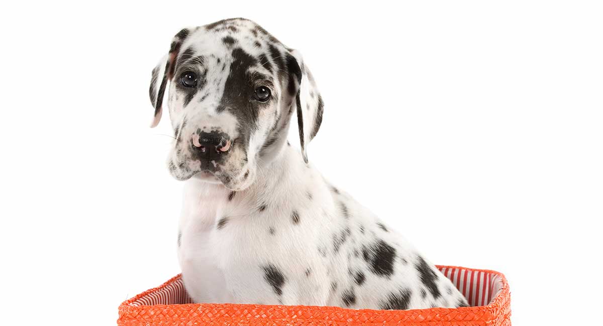 Harlequin Great Dane Their Amazing Colors And Patterns