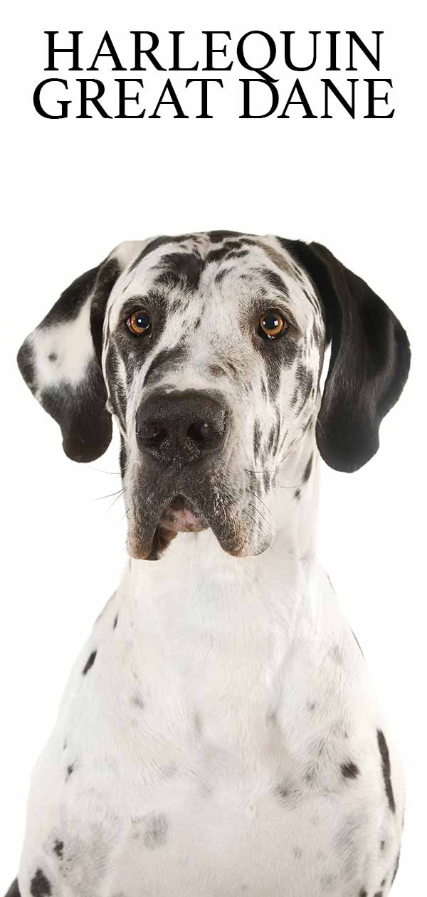 Harlequin Great Dane Their Amazing Colors And Patterns