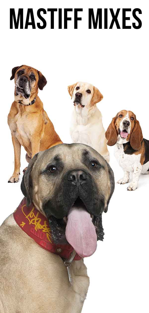 Mastiff Mixes Let S Discover All Of The Shapes And Sizes