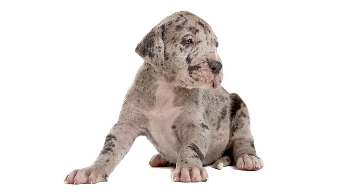 fawn harlequin great dane