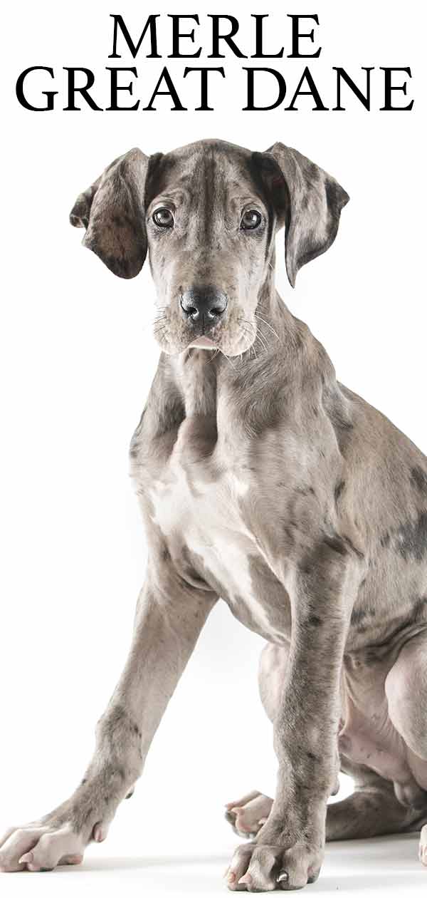 blue merle great dane puppy