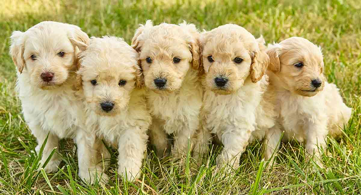 Mini Goldendoodle - Mini GolDenDooDle DN Long