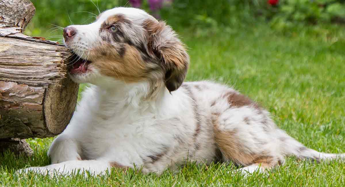 can australian shepherd be red