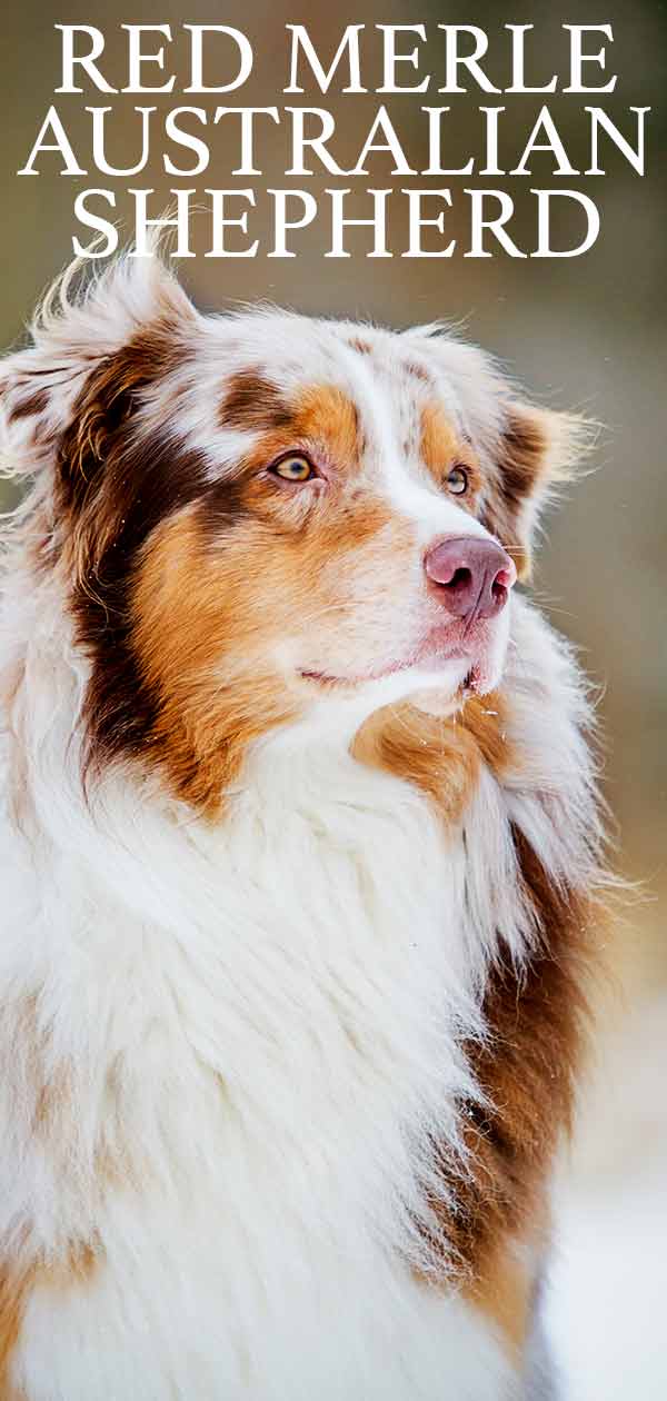 can australian shepherd be red