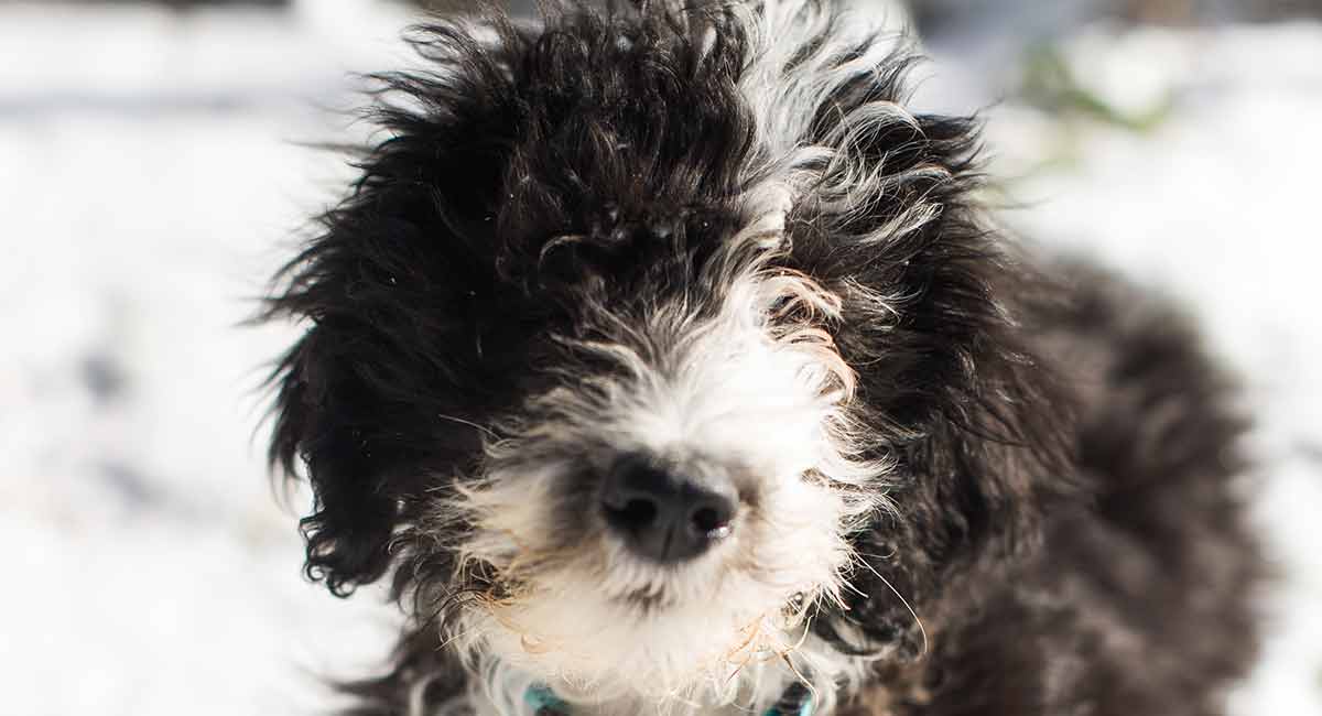 sheepadoodle