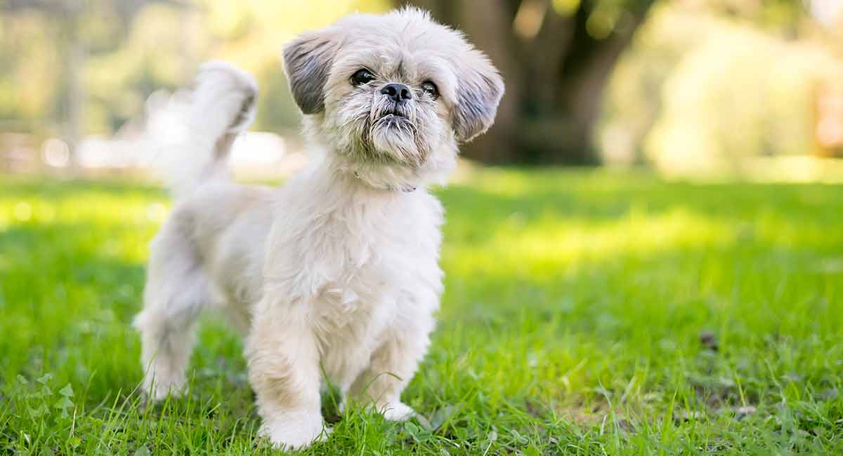 shih tzu temperament