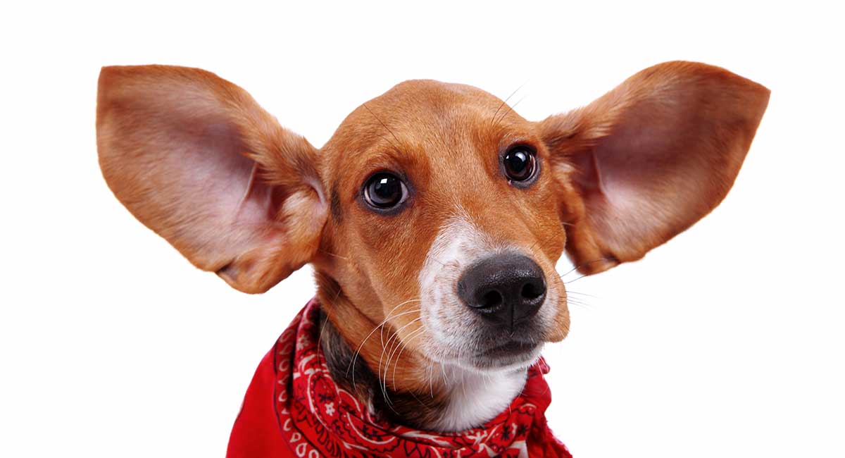 why do beagles have long ears