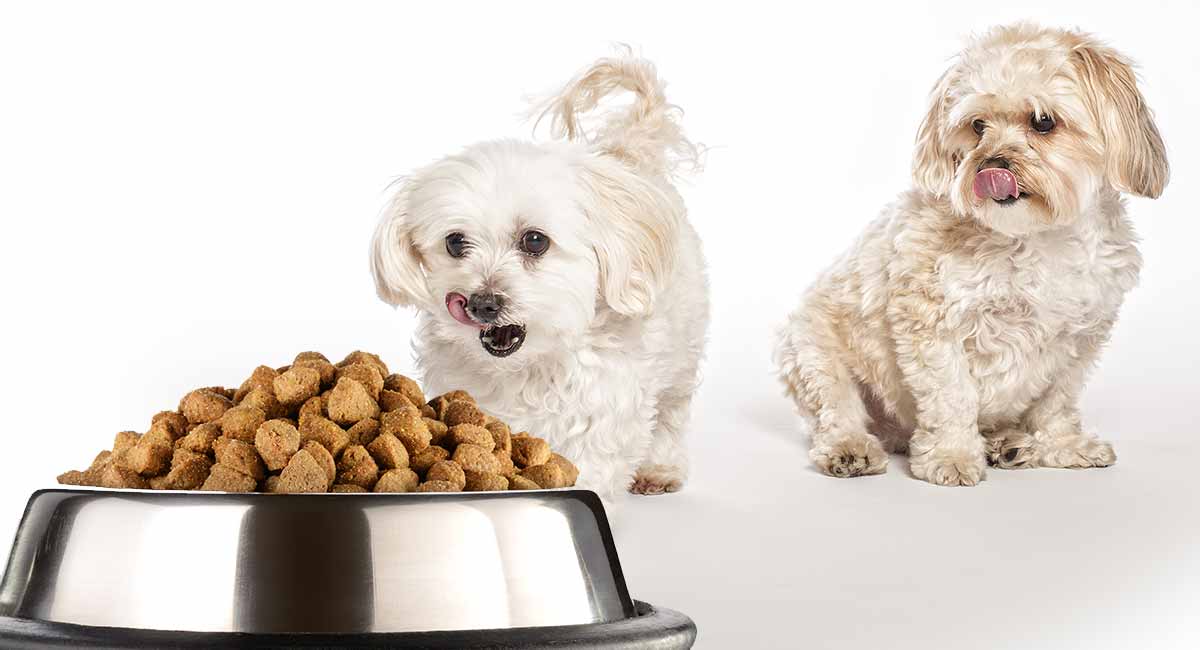 What is Best Dog Food for Maltipoo pups? We're Here to Help!