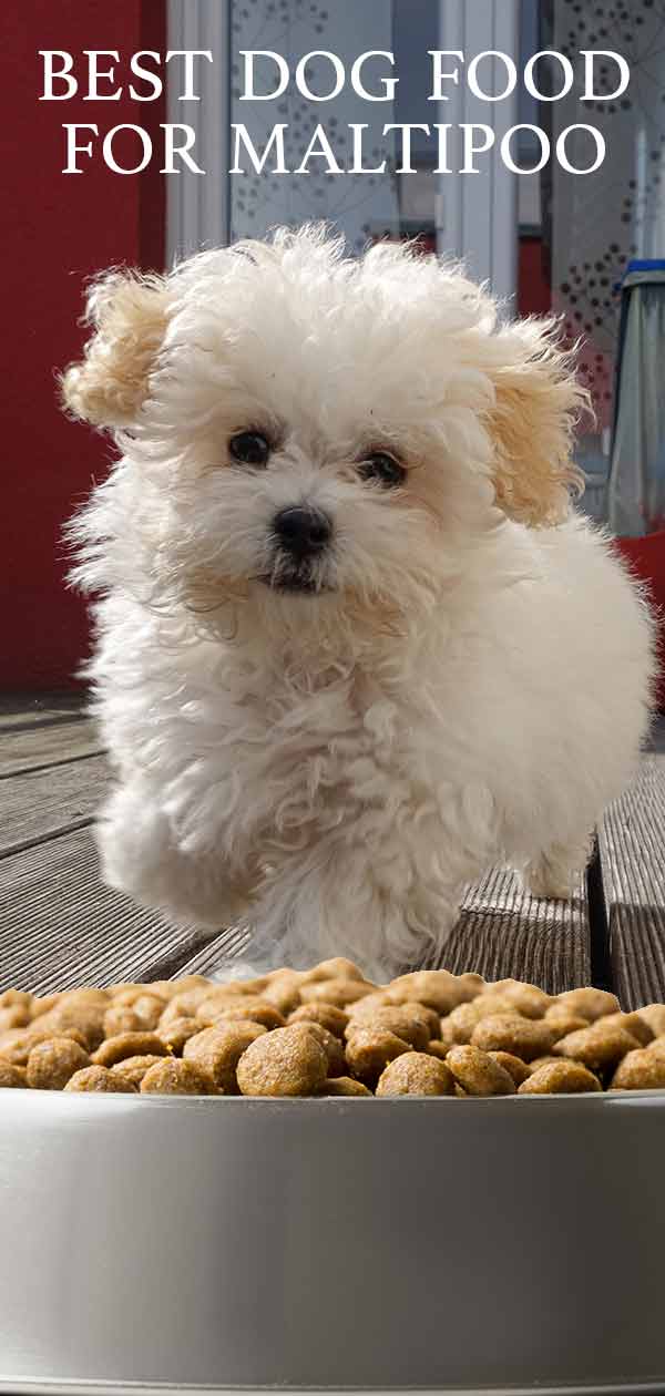 What is Best Dog Food for Maltipoo pups? We're Here to Help!