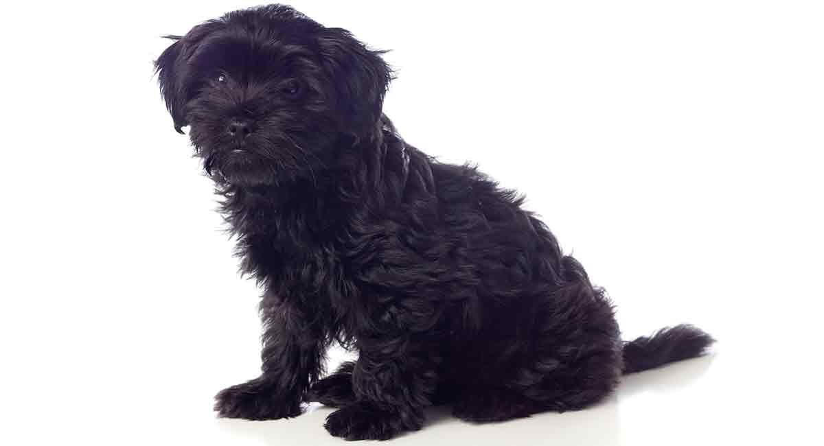 pekingese poodle mix puppies