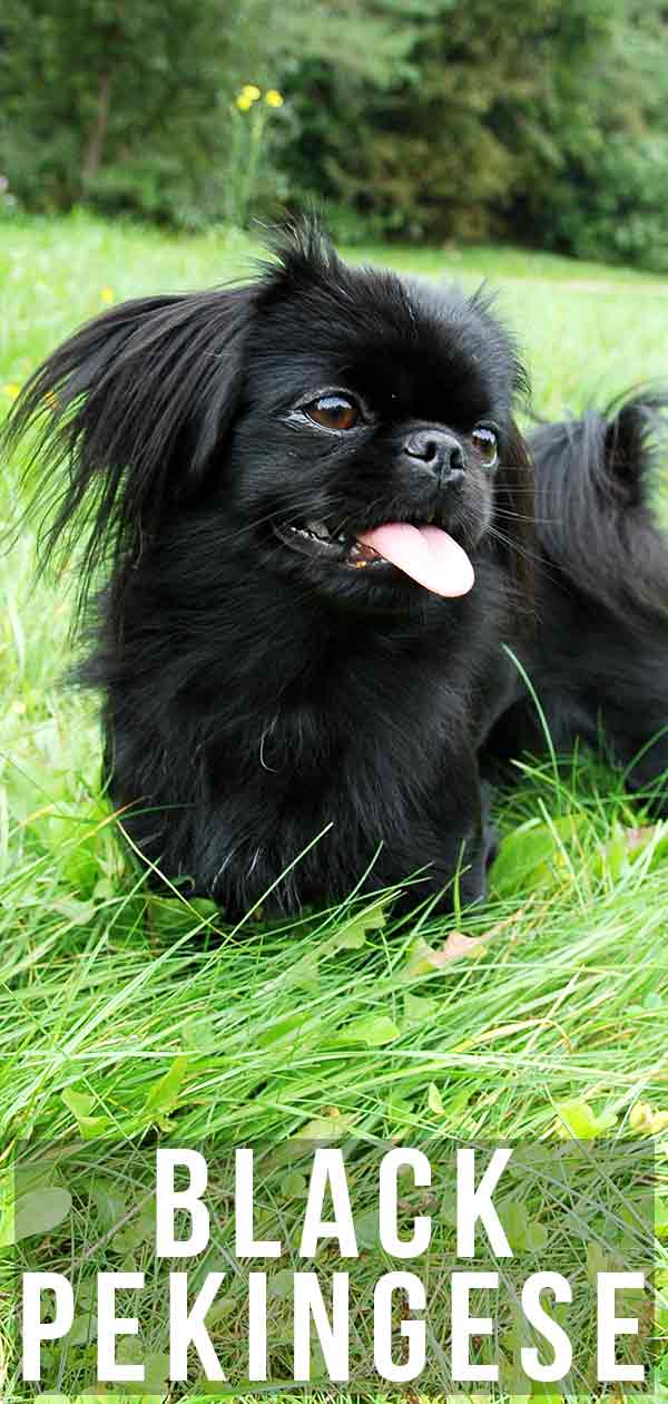 albino pekingese