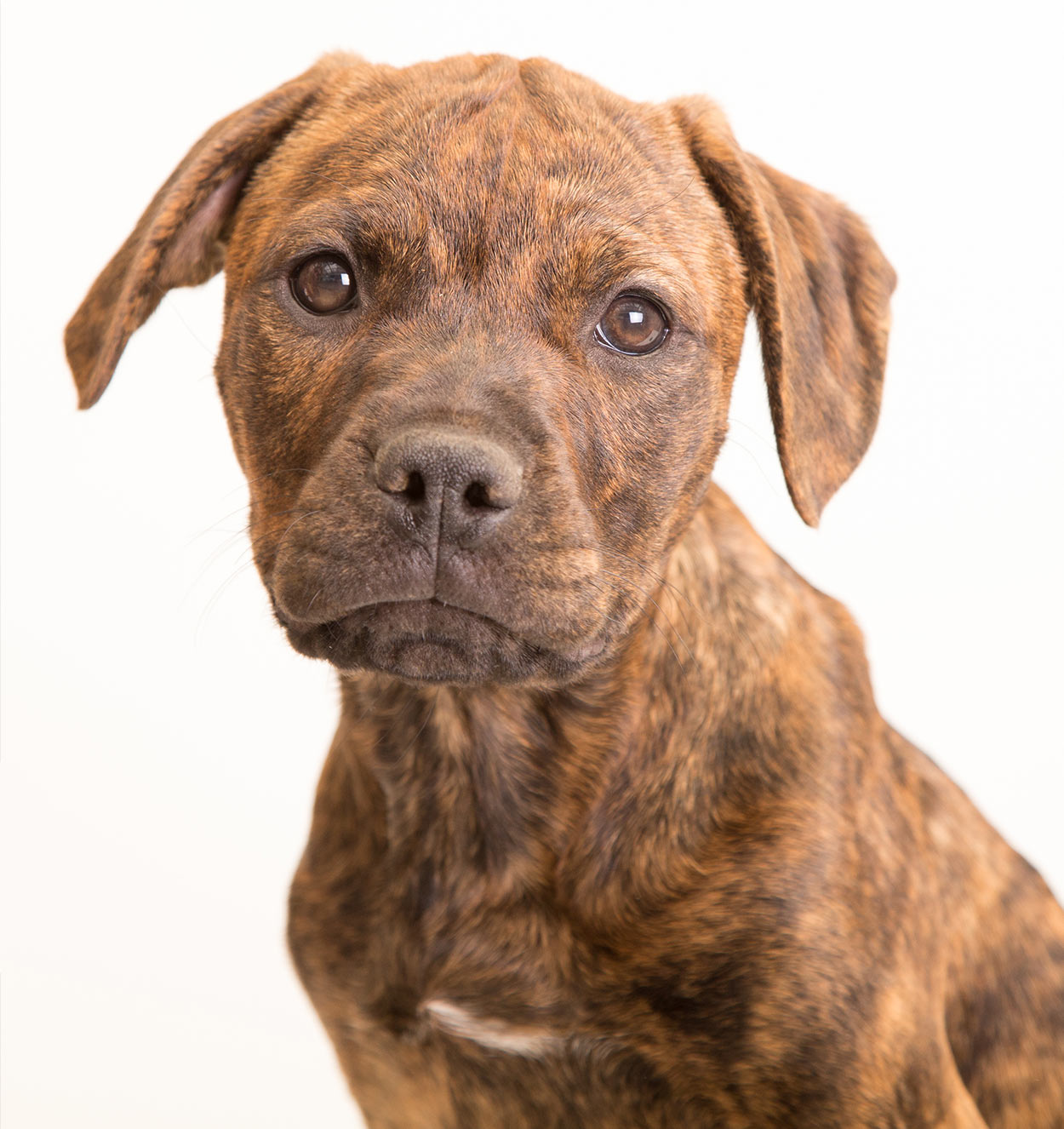 can a blue nose pitbull be brindle