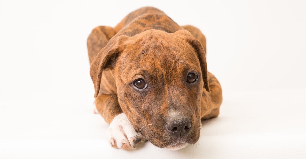 brindle pitbull puppy