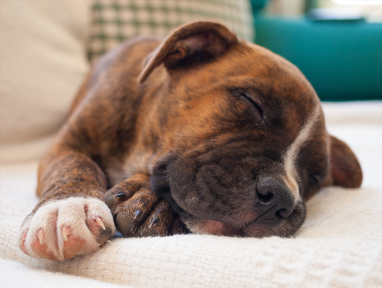 brindle pitbull 