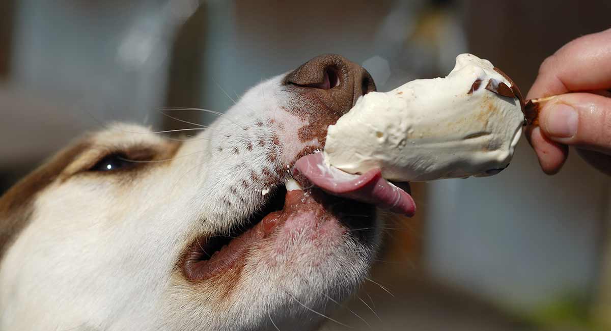 what happens if a dog licks chocolate ice cream