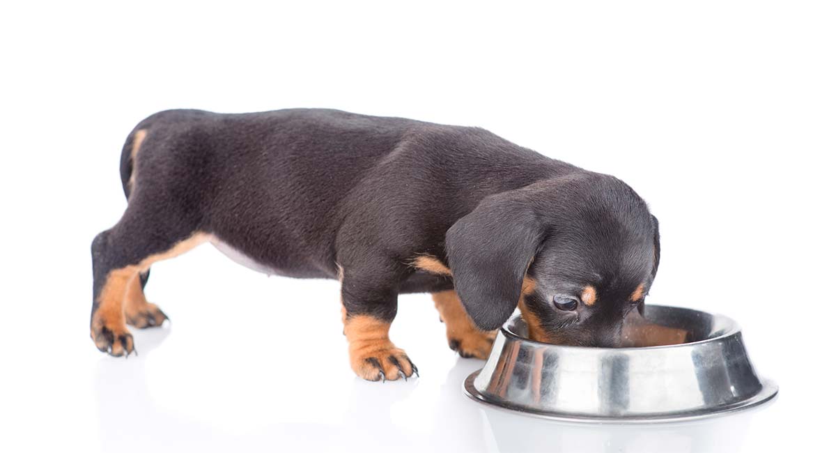 Food for shop dachshund puppies