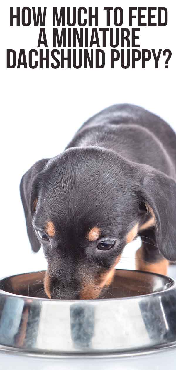 How Much to Feed a Miniature Dachshund Puppy Food Type