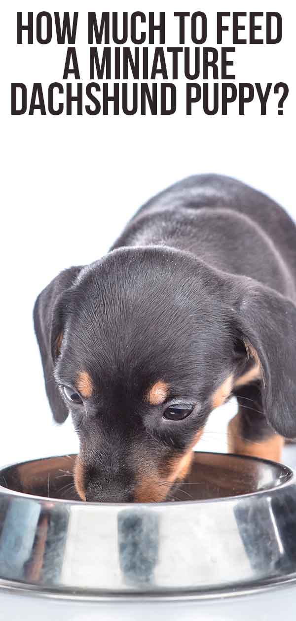 How much to feed shop a mini dachshund puppy